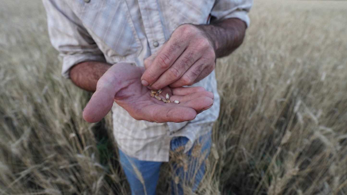 100% Wheat Berries—Rouge De Bordeaux 1800s heritage wheat