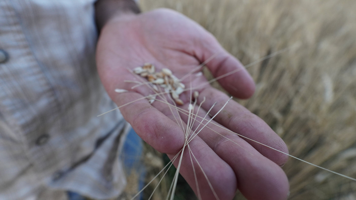 100% Wheat Berries—Rouge De Bordeaux 1800s heritage wheat